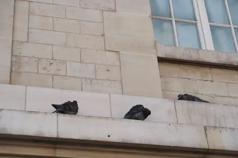 Baume des Pigeons