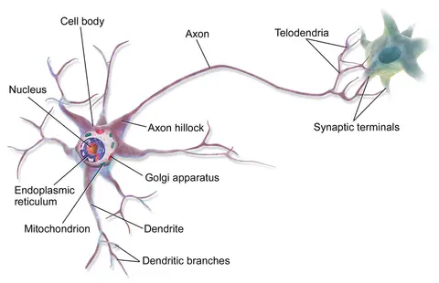 Aven du Neurone