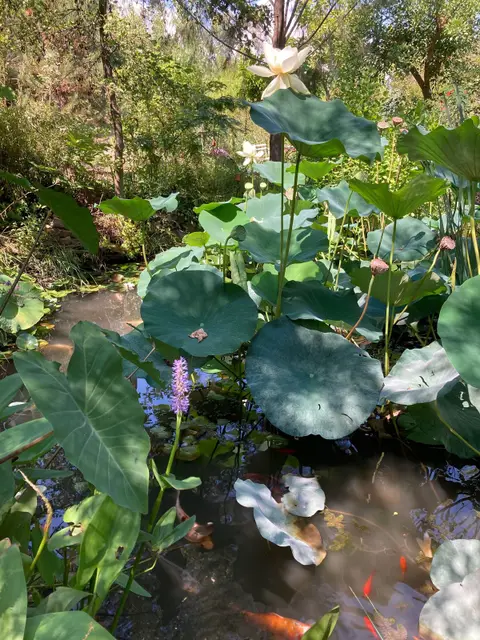 Jardin du Réal