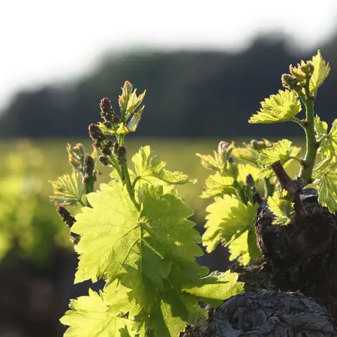 Domaine du Bois de Saint Jean