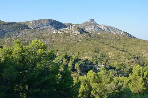 Baume des Houx