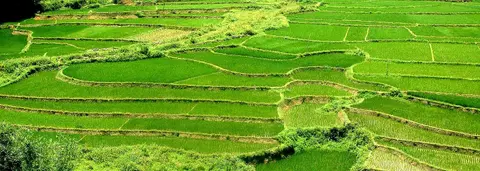 Hoa Binh