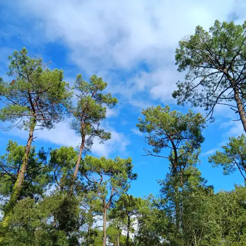 Forêt domaniale du Jabron
