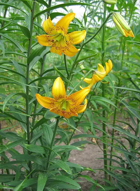 L'Acraurium