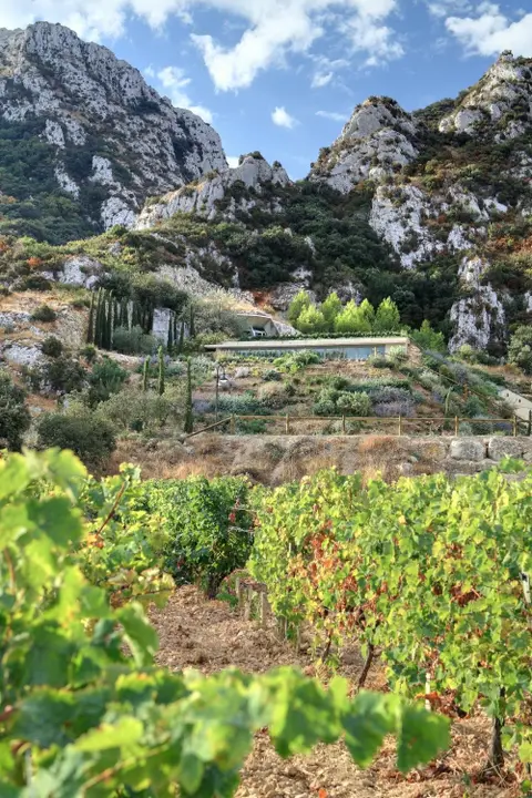 Vignoble de Provence Château Romanin