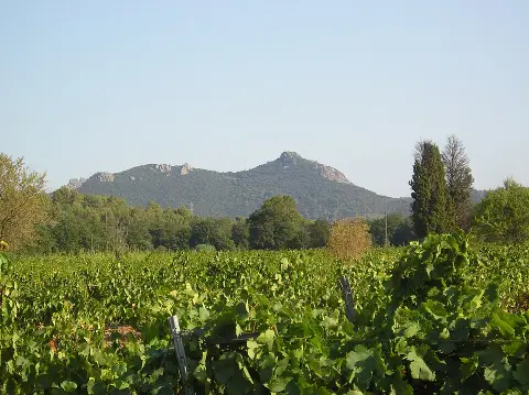 Côtes de Provence - La Londe