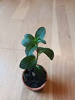 La Menthe Poivrée