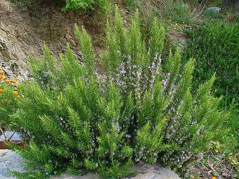 Le Romarin