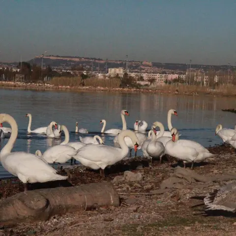 L’etang De Bolmont