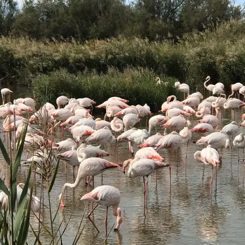 Maison du Parc Naturel Régional de Camargue