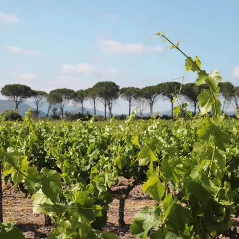 Domaine de la Ribotte
