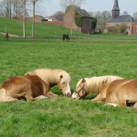 Poney club et élevage La Gardiole