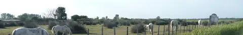 Etangs de Camargue et Coussouls de Crau