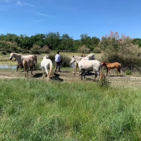 Association Cheval et Nature Ferme de Walbacol
