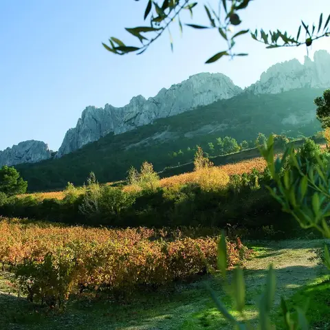Caveau Gabriel Meffre - Domaine de Longue Toque