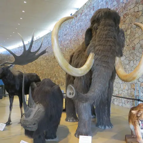 Musée de Préhistoire