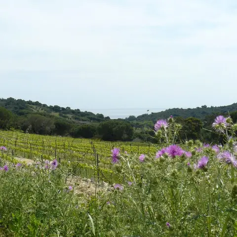 Domaine La Tourraque