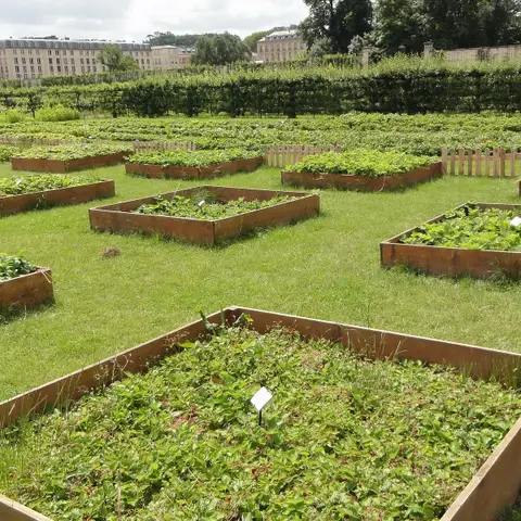 Le potager