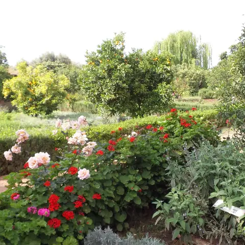 Jardin Le Micocoulier