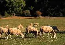 La Crau