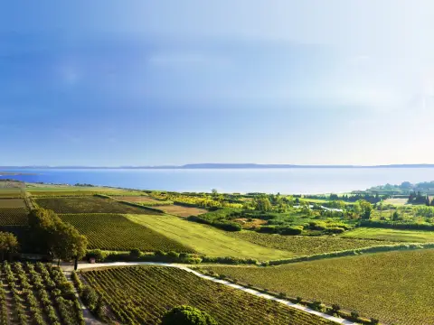 Le vignoble de l'Etang, un vignoble des contrastes