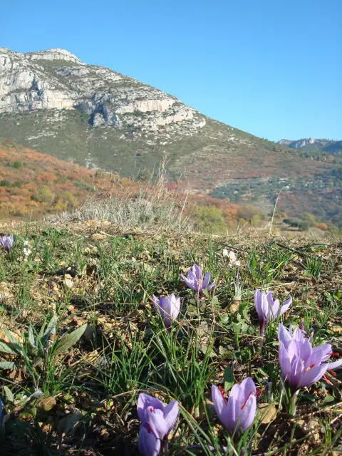 Terre de Safran - Céline Ceccaldi