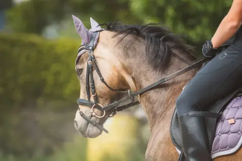 Les Ecuries du Cheval d'Argent
