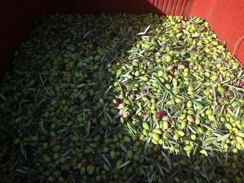 Mas de la Tàpi