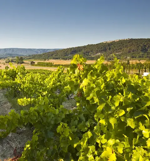 Domaine Chapelle Saint Heyries