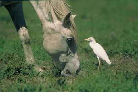ARLES - Autour du riz et des chevaux de Camargue à vélo