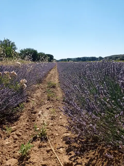 Provence Aromatiques