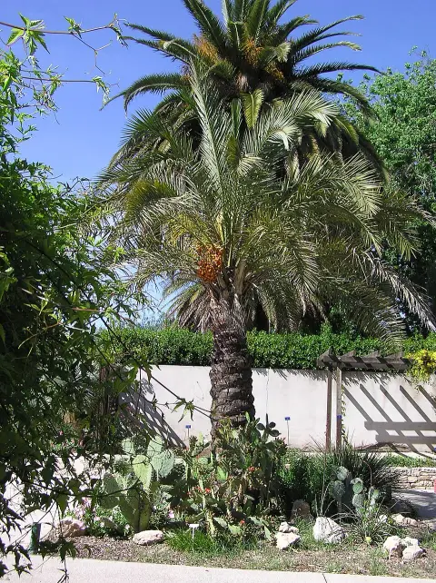 Jardin médicinal