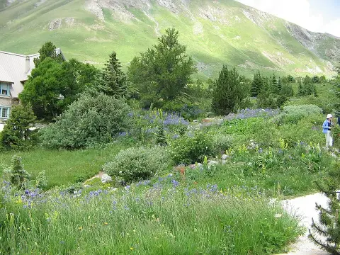 Jardin du Lautaret
