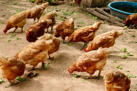 La Poule de Crau