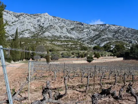 Le vignoble de Ste Victoire, sous l'oeil de Cézanne
