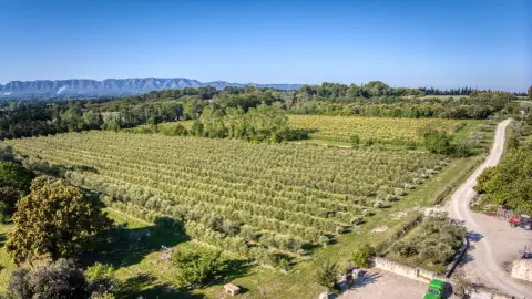 Circuit : Sur le chemin des oliviers