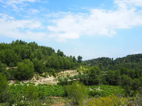 SAINT-ÉTIENNE-DU-GRÈS - La grande pinède des Alpilles