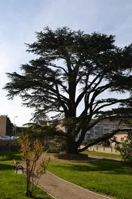 Square François Blanc