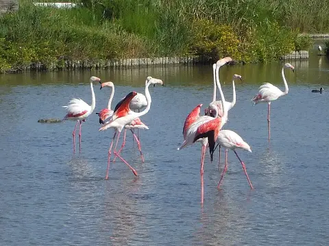 Parc Ornithologique de Pont de Gau