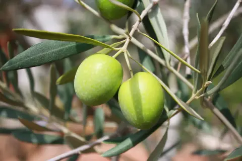 Les Oliviers de Saint-Estève
