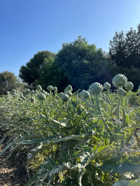 Ferme Auvrai