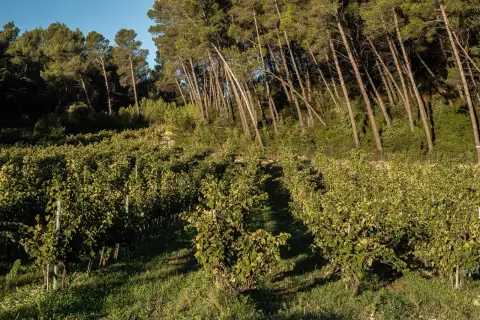 Domaine Dalmeran