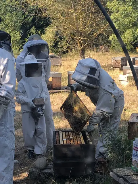 L'Abeille qui cultive