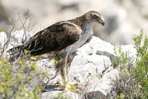 Sentier de découverte des oiseaux du Grand Site Sainte-Victoire avec un livret p