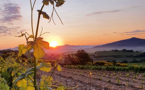 Domaine Coteaux des Travers