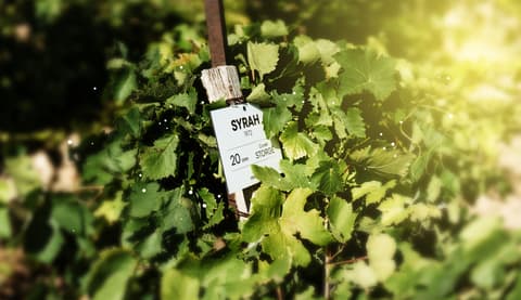 Domaine Souleyrol