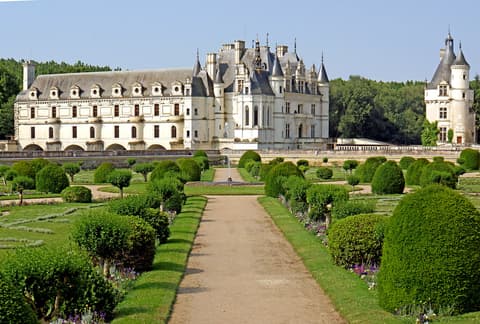 Rose de France