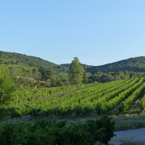 Vins Laurent Bellion