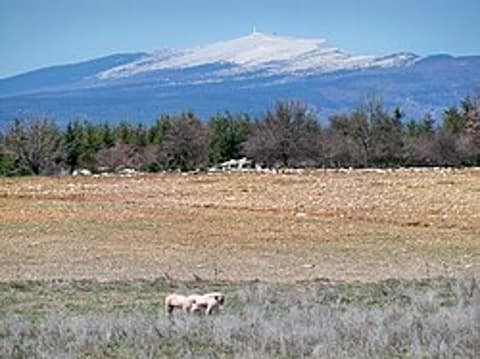 L'escargot du Ventoux