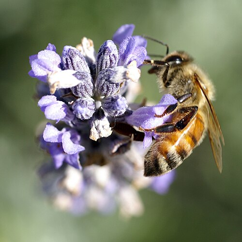 Miellerie Des abeilles et des fleurs